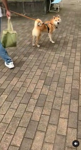 提供：柴犬 しんさん