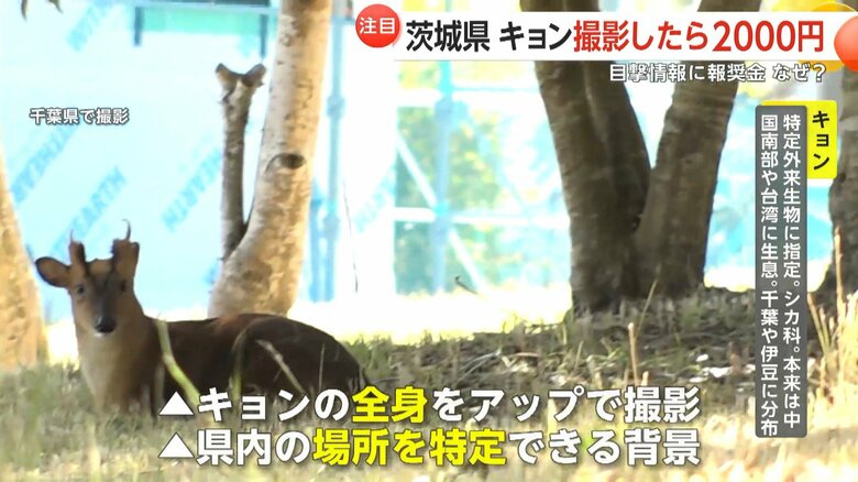 キョンの全身や場所を特定できる背景が撮影される必要がある