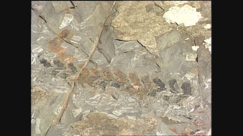 南三陸町で見つかった　ウタツギョリュウの化石