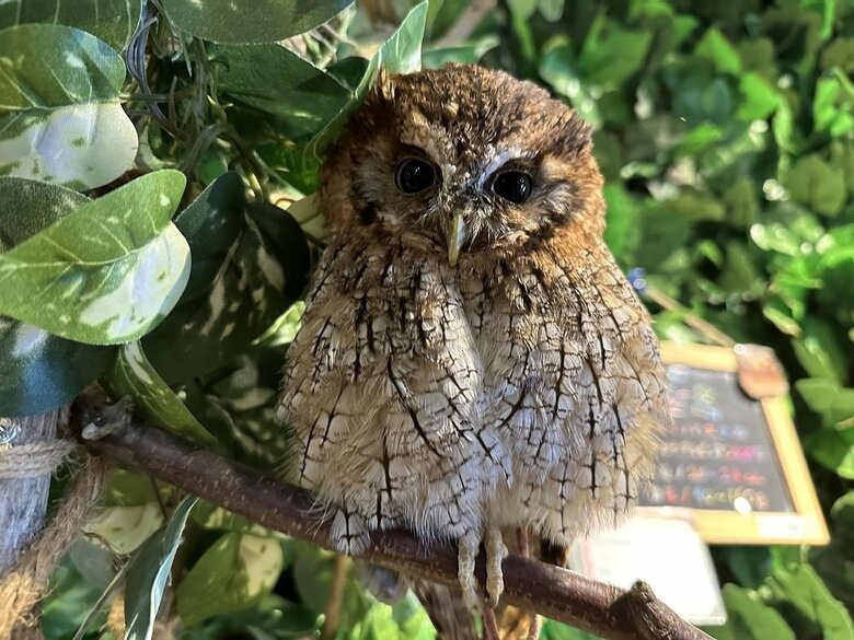 アピールされたクルミちゃん