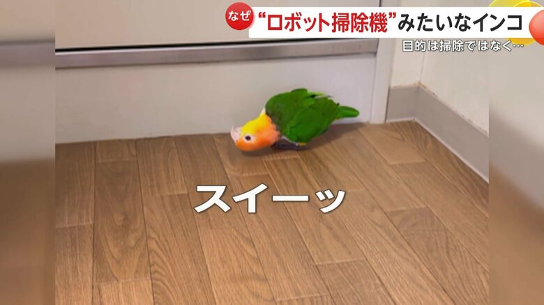 まるで“ロボット掃除機”そのもののレオちゃん