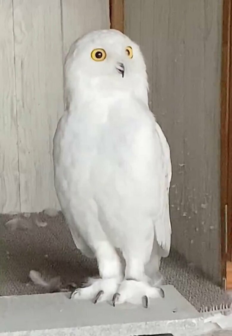 まるで餅のよう