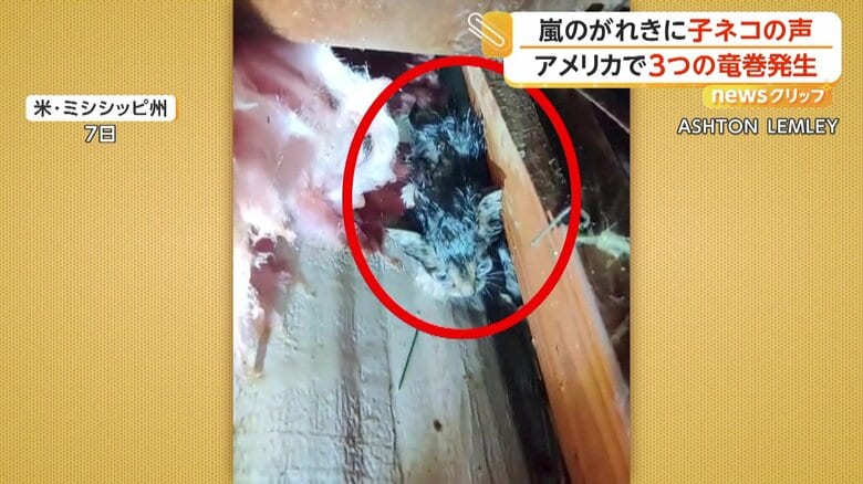 がれきの中から見つかった子ネコ