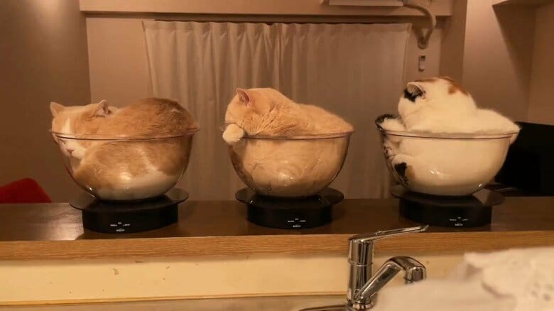 回る後ろ姿（提供：みかんとじろうさんちさん）