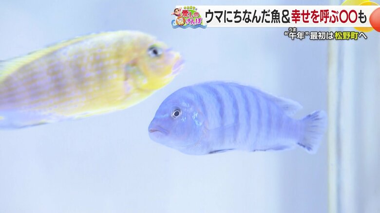 おさかな館の「ゴールデンゼブラシクリッド」