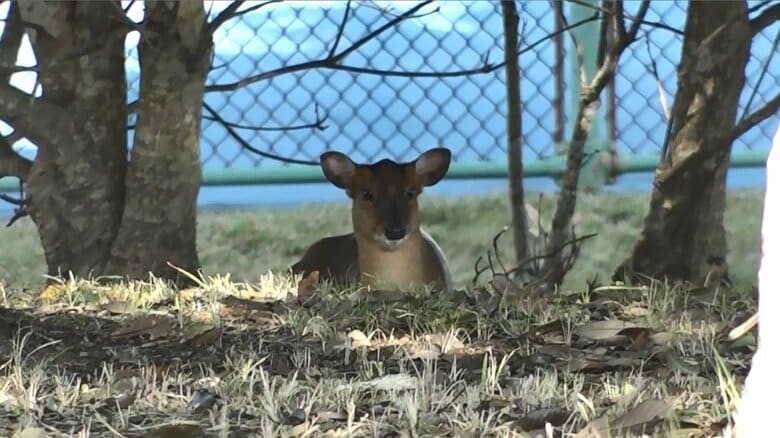 住宅のすぐ近く、木の下でじっと伏せている