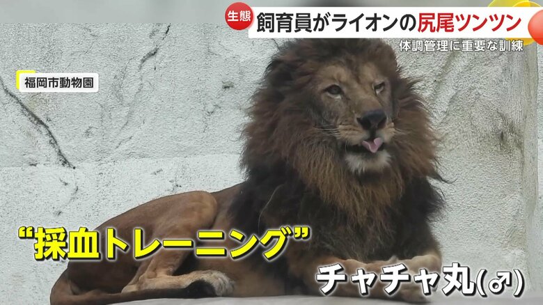 訓練をしていたのはオスライオンのチャチャ丸（提供：福岡市動物園）