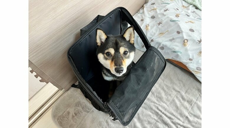 リュックに入る煮豆くんを上から