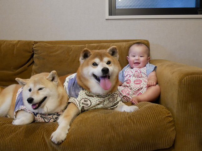 提供：飼い主さん（＠shibainu.berry）