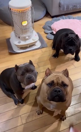 手前右がラブちゃん、左がレティちゃん。奥にいるのがアトムくん