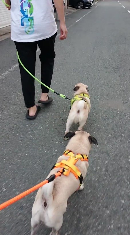 提供：たまごandおもちさん