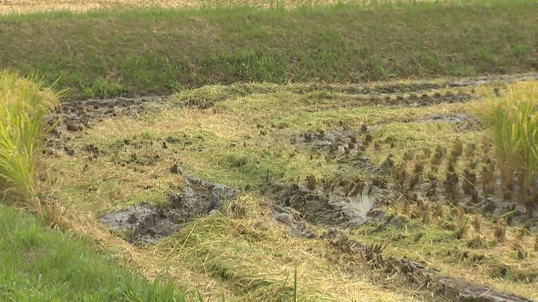 雨が降ると田んぼがでこぼこに