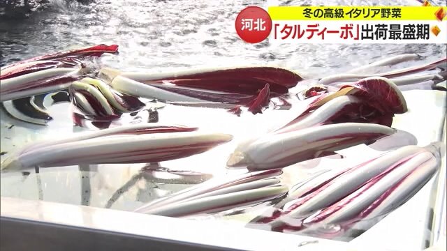 白と赤紫のコントラストが美しいタルディーボ