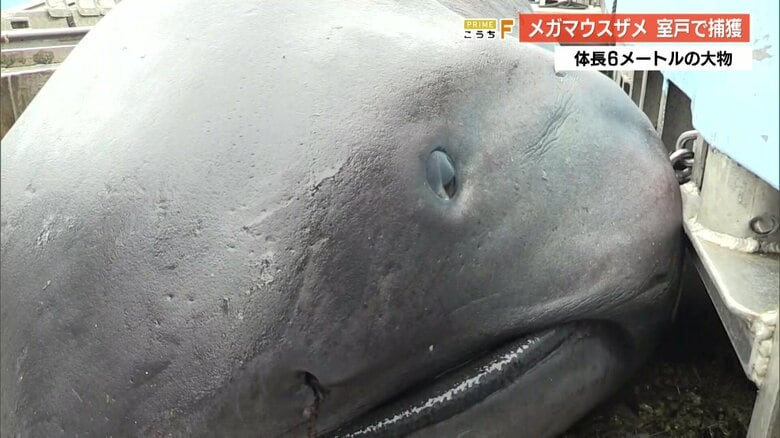 見た目とは裏腹？つぶらでかわいらしい目