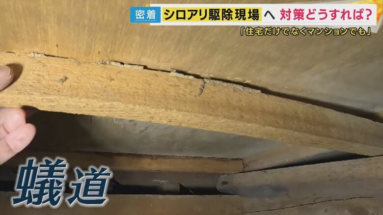 蟻道（ぎどう）