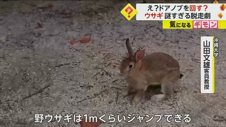 茶色い毛並みをした野ウサギ