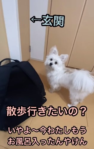 お風呂に入って寝る準備万端な飼い主さんをお散歩に誘うおちゃくん