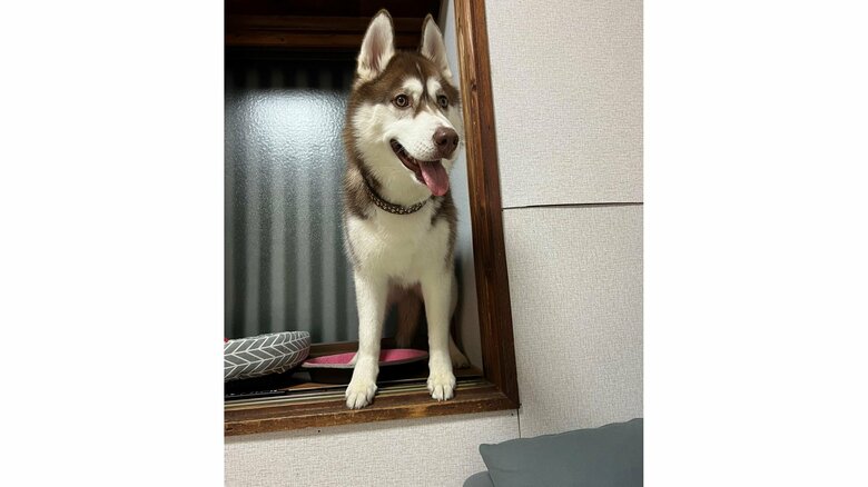 高いところにのぼって降りられなくなった様子