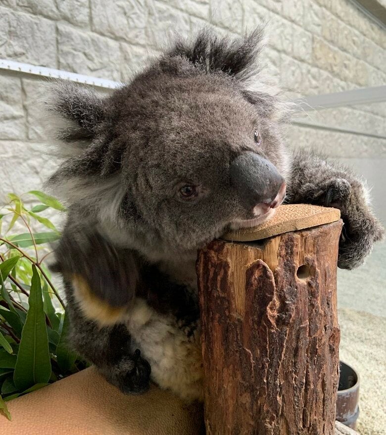 後ろ足でかきかき（提供：イングランドの丘）