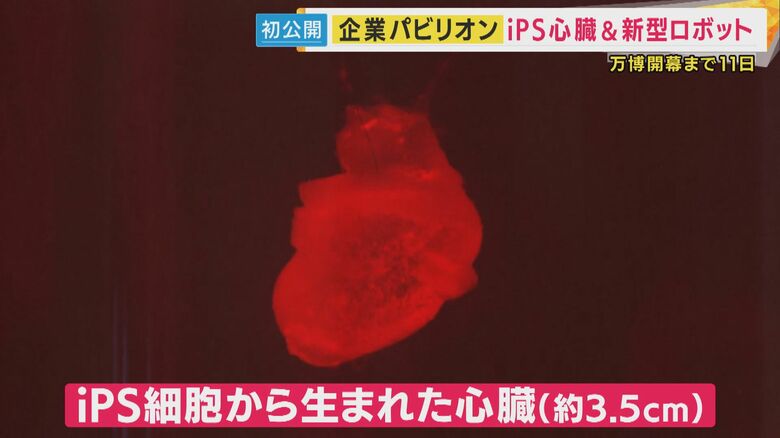 iPS細胞から生まれた“心臓”