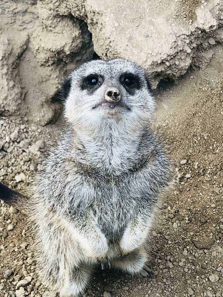 ミーアキャット（提供：九十九島動植物園森きらら）