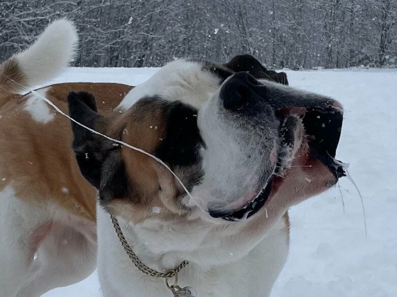 ダンテくんの“得意技”だという「（3）長出」からの「（4）飛出」連続技