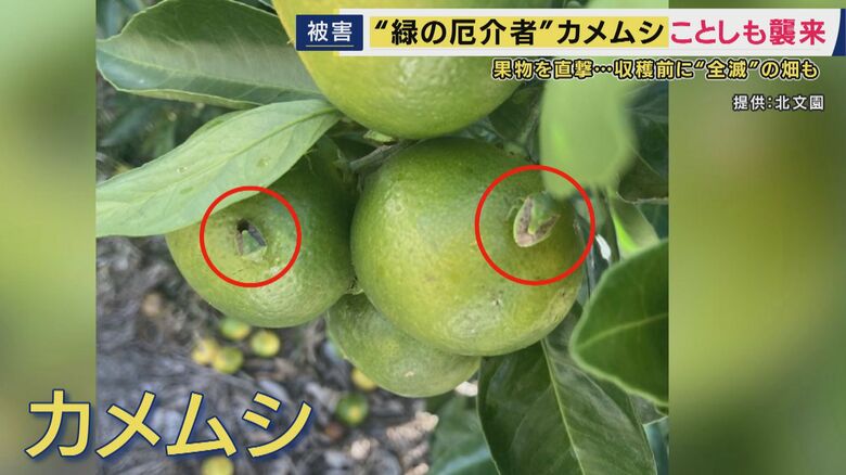 カメムシ