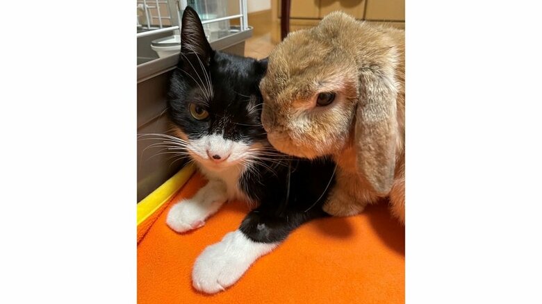 現在もビビくんにくっつく