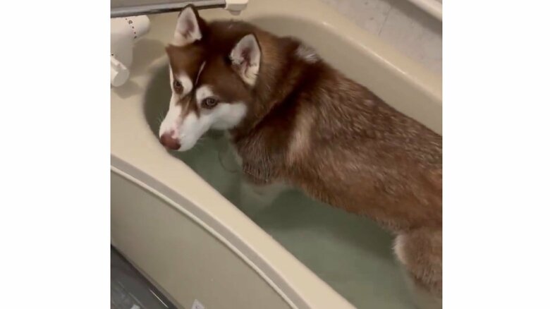 入浴が見つかったときの様子（4）それとなく飼い主を見てみる