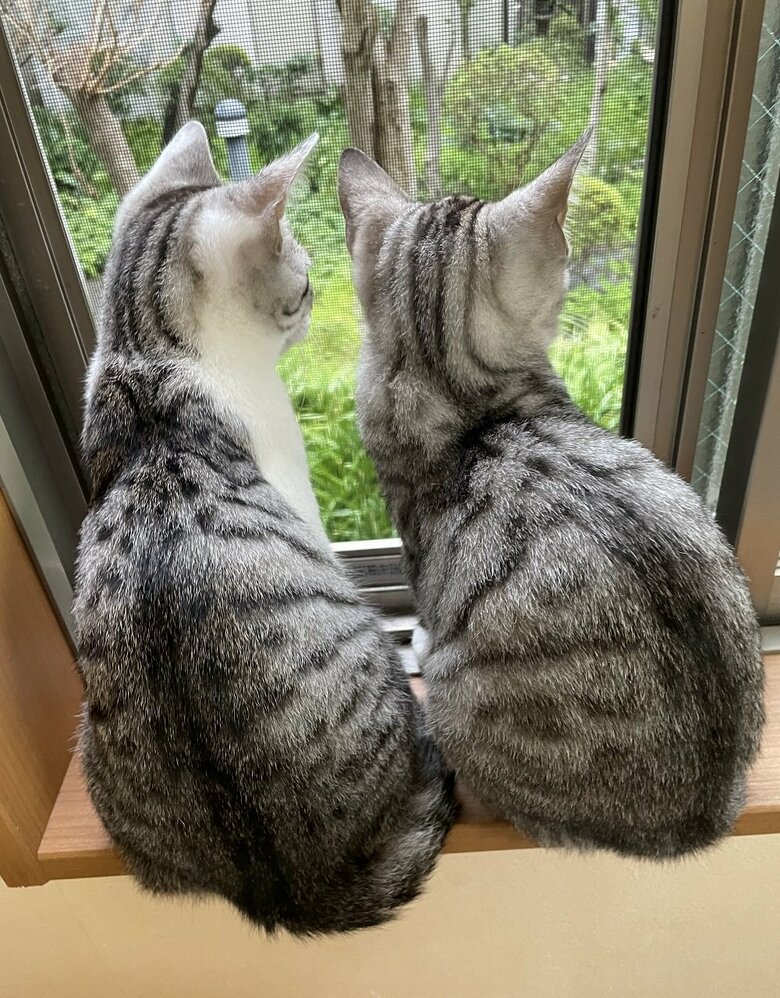 そっくりな後ろ姿