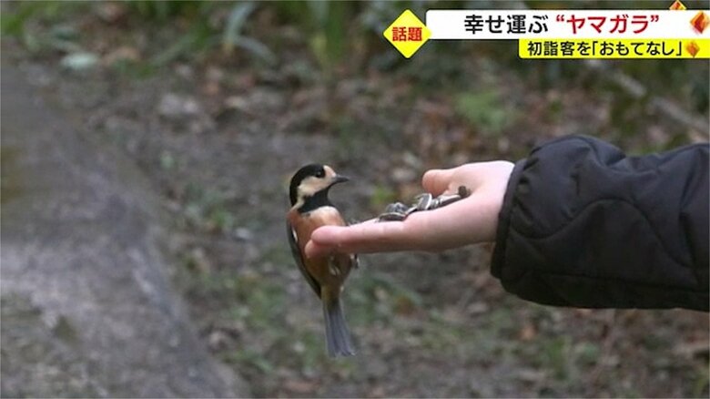 指先に止まるヤマガラ