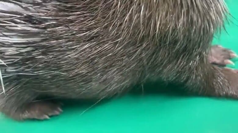 お腹の毛は確かに軟らかそう