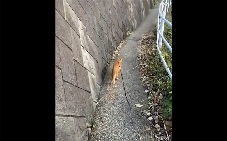 お散歩中