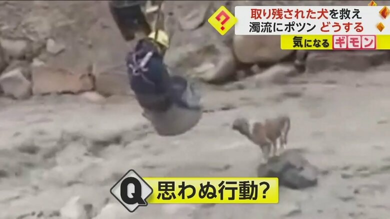 川に取り残されたイヌに近づく建設作業員