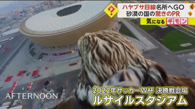 2022年、サッカーのワールドカップ決勝戦会場となったルサイルスタジアム付近を飛ぶハヤブサ