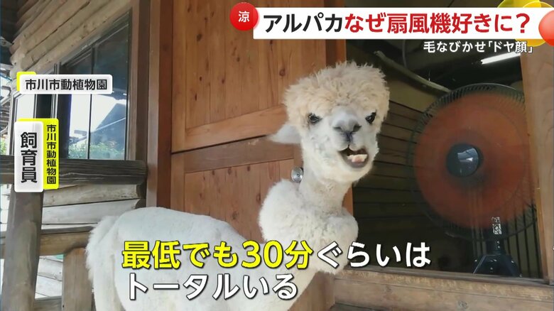 合計30分以上も扇風機前を専有（提供：市川市動植物園）