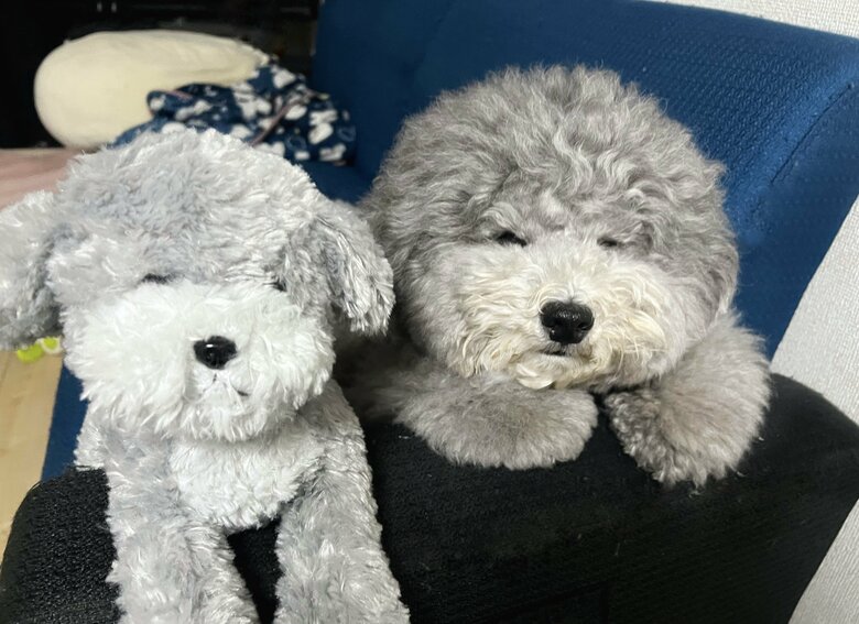 約半年後…ぬいぐるみとソックリ（提供：レノン&れあるさん）