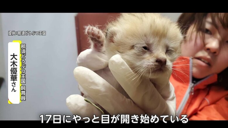 目が開き始めたとき（画像提供：那須どうぶつ王国）