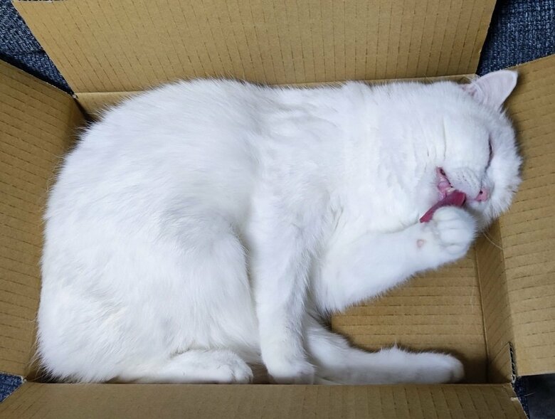 手をなめてまったりしている