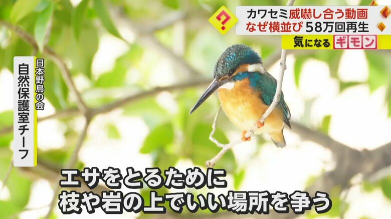 野生のカワセミ。エサのため、枝や岩の上で場所を取り合うという