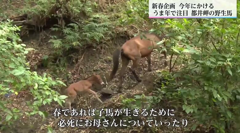母馬のあとを懸命に追う春生まれの子馬