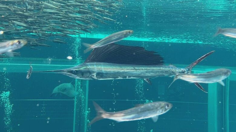 画像提供：アクアマリンふくしま