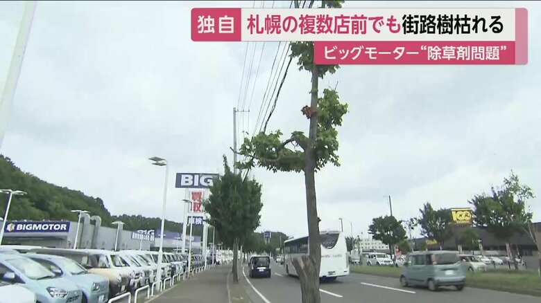 奥の木が青々と茂っているのに対し、手前の木は明らかに弱っているのがわかる（札幌市清田区）