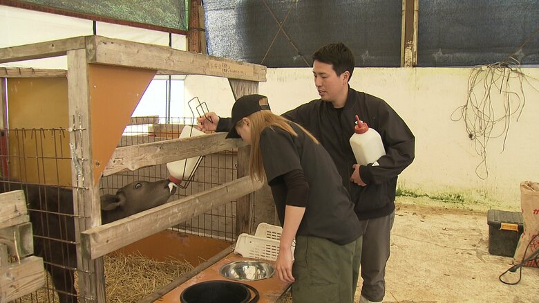 夫婦で約800頭の牛を育てている