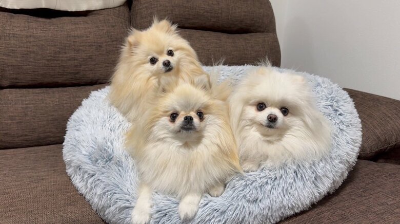 上：マリンちゃん　中央：クララちゃん　右：メルちゃん（提供：愉快な3姉妹ポメラニアンちゃんねるさん）