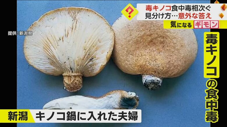 新潟県の夫婦がキノコ鍋に誤って入れた毒キノコ