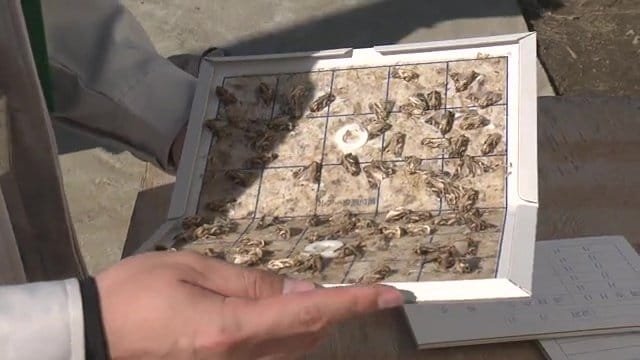 ワナを仕掛ければ大量に…