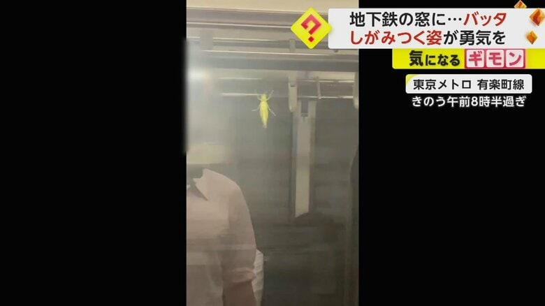 電車の窓にバッタがしがみついている