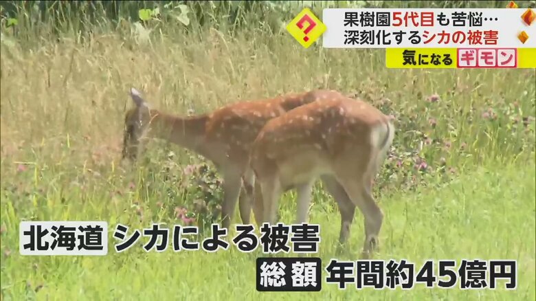 北海道内のシカによる被害は、総額約45億円に上る