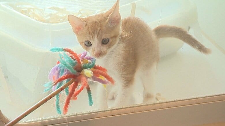 引き取られた子猫